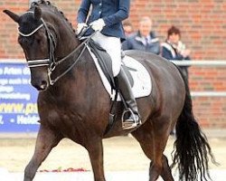 dressage horse Florenctino (Hanoverian, 2005, from Florencio I)