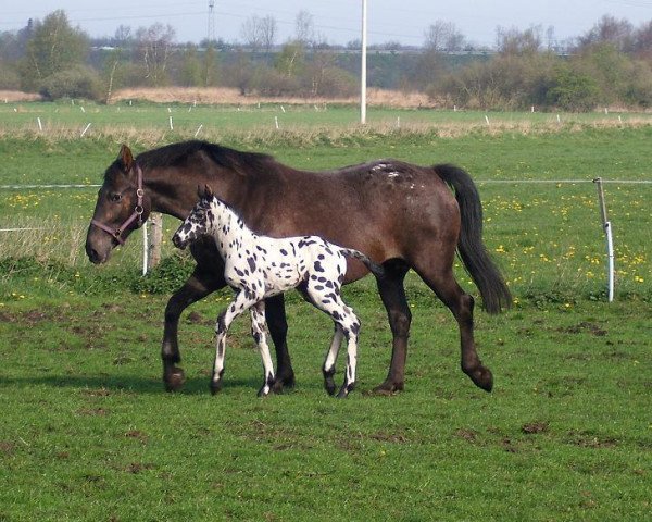 Zuchtstute Carsta (Knabstrupper, 2003, von PRH Leonardo)