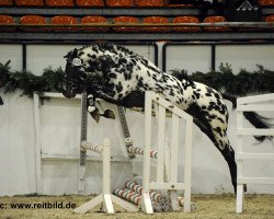 stallion EH, LH Thorgal von Eiderstedt (Knabstrupper, 2008, from Thunder Dream vom Trollmoor)