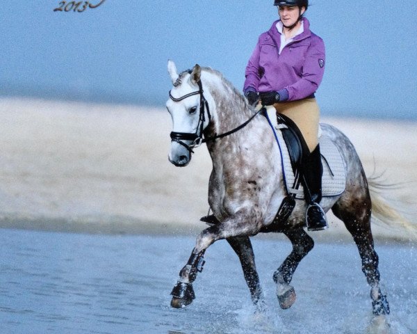 dressage horse Top Zychla (German Riding Pony, 2007, from Top Zento)