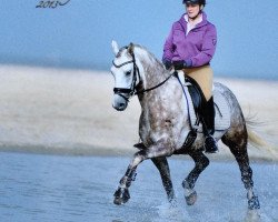 dressage horse Top Zychla (German Riding Pony, 2007, from Top Zento)