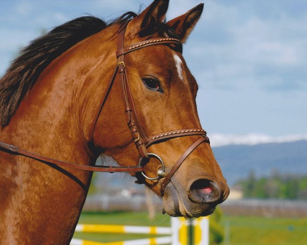 broodmare Une de Chignan II CH (Swiss Warmblood, 2008, from Con Spirito R)