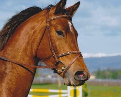 broodmare Une de Chignan II CH (Swiss Warmblood, 2008, from Con Spirito R)