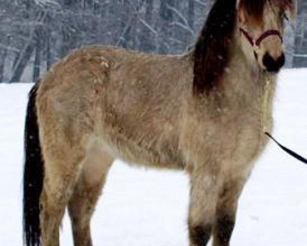 horse Vendelin vom Vindstadir (Iceland Horse, 2007, from Bekan frá Kolsholti 2)