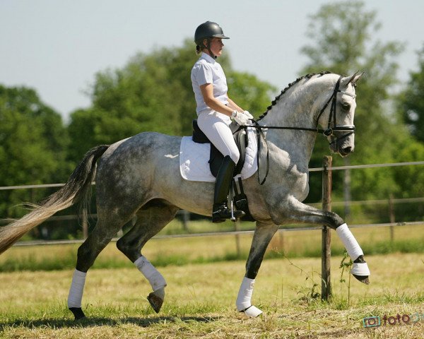 stallion De Martino (Oldenburg, 2008, from Don Schufro)