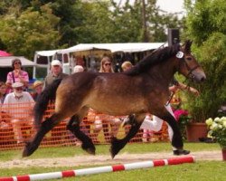 broodmare Anna (Rhenish-German Cold-Blood, 2009, from Alex)