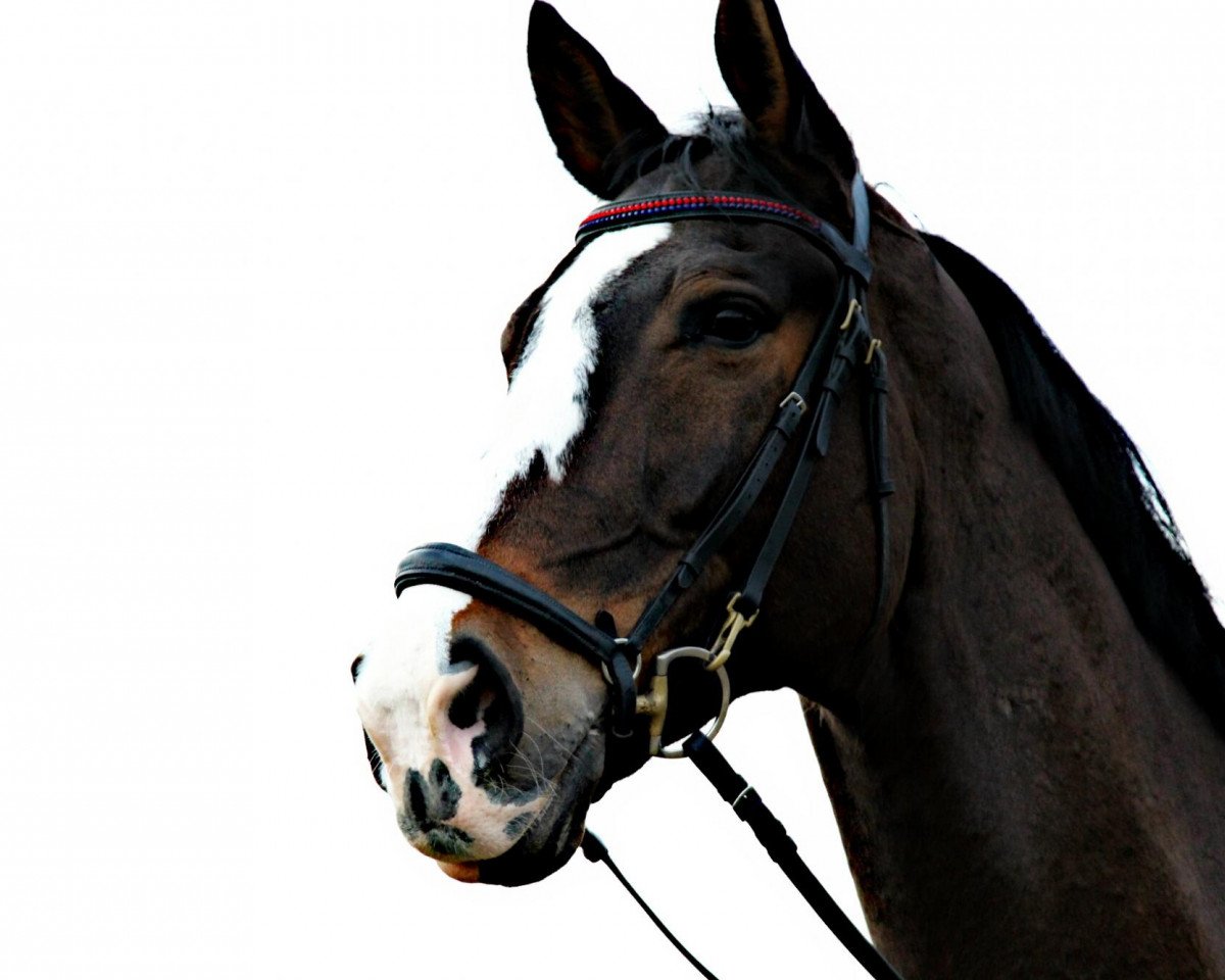 Springpferd Wallander 17 (KWPN (Niederländisches Warmblut), 2003, von Carnute)
