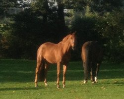 broodmare Wilhelmina 9 (Westphalian, 2006, from Weltmeyer)