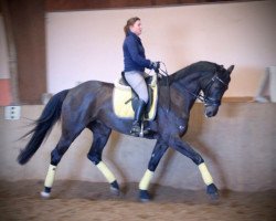 dressage horse Lea von Andor (Hanoverian, 2005, from Landjonker (Fruhling))