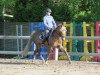 broodmare Kurly (German Riding Pony, 2007, from Fs Companiero)