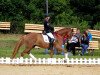 dressage horse Namid le Rouge (German Riding Pony, 2008, from Speyksbosch Nelson)