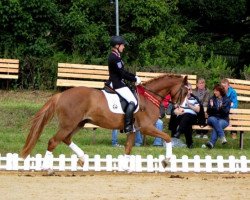 dressage horse Namid le Rouge (German Riding Pony, 2008, from Speyksbosch Nelson)