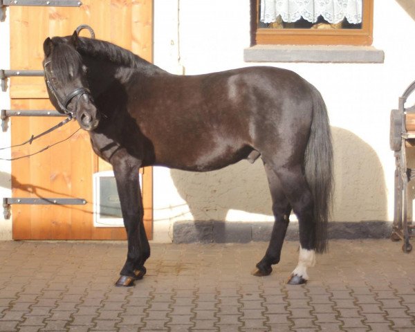 stallion New Delight (German Riding Pony, 1990, from Nadol)