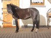 stallion New Delight (German Riding Pony, 1990, from Nadol)