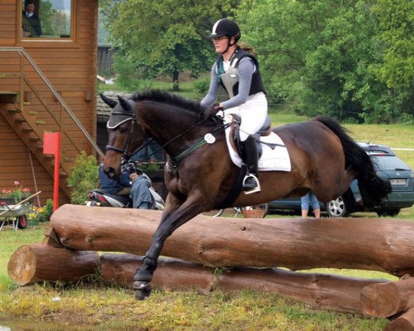 jumper Lucciano 4 (Trakehner, 1997, from Sanssouci)
