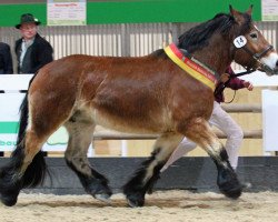 Zuchtstute Hanka I (Rheinisch-Deutsches Kaltblut, 2008, von Achat 2660)