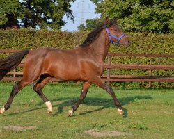 dressage horse Hugo (German Riding Pony, 2012, from MPS Hugo Boss WE)