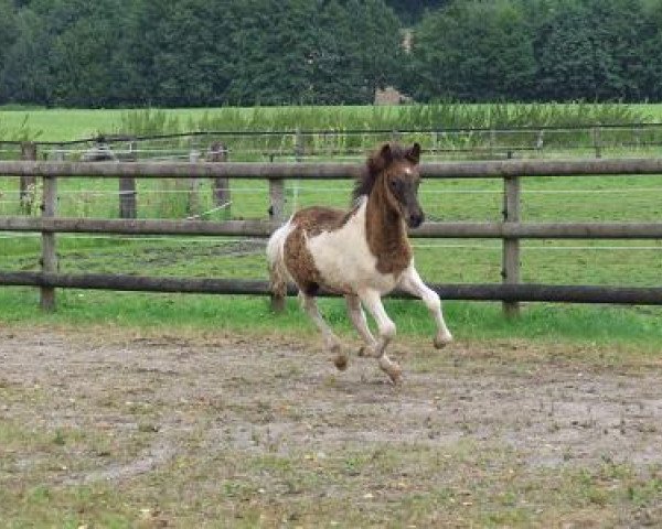 Pferd Lotto von Svada-Kol-Kir (Islandpferd, 2007, von Throttur fra Hvalnesi)