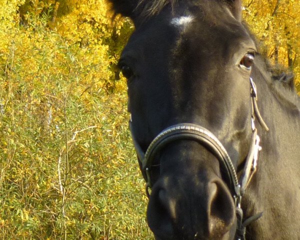 horse Pimenta 3 (Mecklenburg, 2007, from Piment)