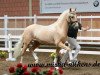 Deckhengst Highlight P (Deutsches Reitpony, 2011, von Hemingway B)