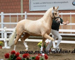 Deckhengst Highlight P (Deutsches Reitpony, 2011, von Hemingway B)