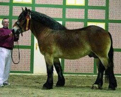 stallion Arthos (Rhenish-German Cold-Blood, 2009, from Achat 2660)