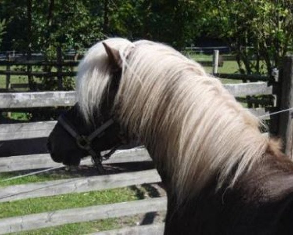 Pferd Hektor fra Galtalaek (Islandpferd, 2007, von Straumur fra Innri-Skeljabrekku)