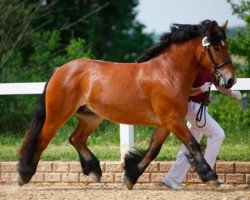 broodmare Alexa (Rhenish-German Cold-Blood, 2010, from Elan von Dönitz)