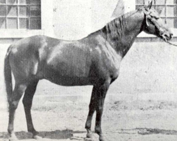 stallion Seducteur AA (Anglo-Arabs, 1940, from Abel 1930 ox)