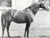 stallion Seducteur AA (Anglo-Arabs, 1940, from Abel 1930 ox)