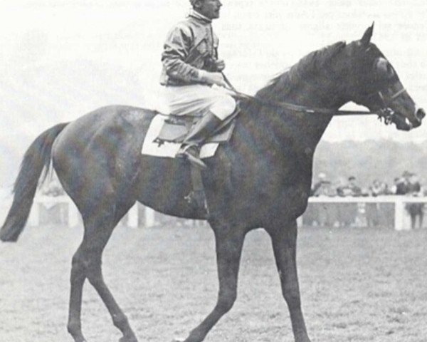 stallion Gaur xx (Thoroughbred, 1955, from Rockefella xx)