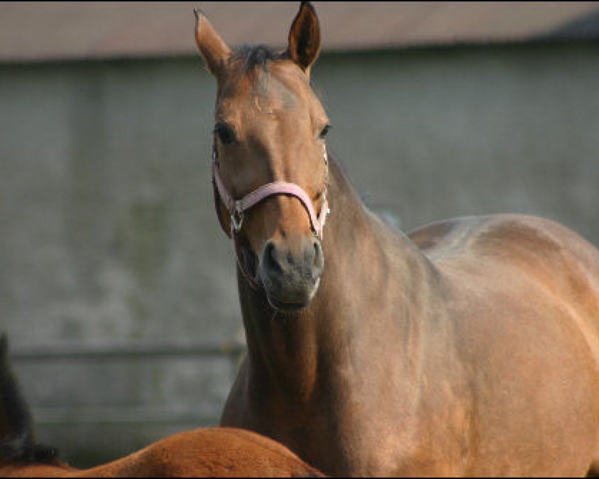 broodmare Corona 39 (Württemberger, 1994, from Coriano)