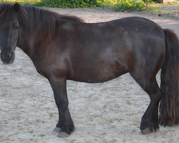 Pferd Möhlenkamp's Fee (Shetland Pony, 2002, von Endrico van Carpe Diem)