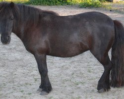 horse Möhlenkamp's Fee (Shetland Pony, 2002, from Endrico van Carpe Diem)