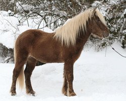 Pferd Fylkir von Rinkscheid (Islandpferd, 2007, von Orrigal vom Saringhof)