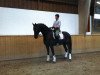 dressage horse Show Time 11 (Westphalian, 2002, from Show Star)