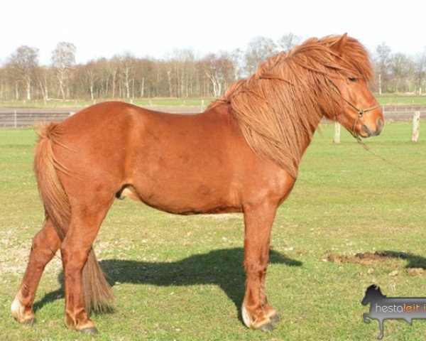 Pferd Galsi vom Mühlenbach (Islandpferd, 2007, von Godi fra Thoroddsstödum)