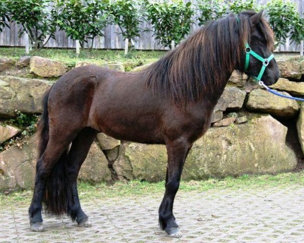 Pferd Galsi vom Otzberg (Islandpferd, 2007, von Gammur fra Forsae)