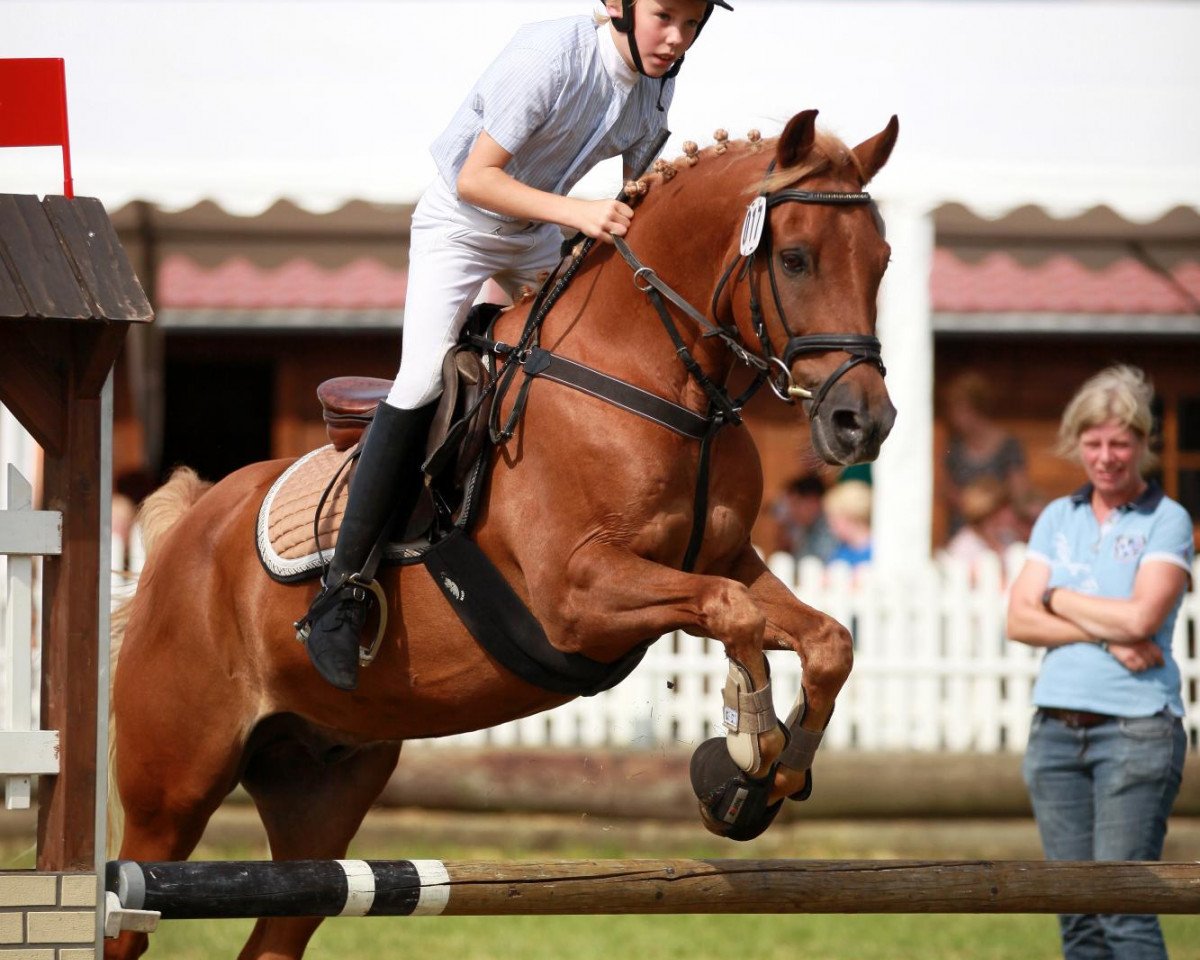 jumper Darino (German Riding Pony, 1998)