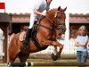 jumper Darino (German Riding Pony, 1998)