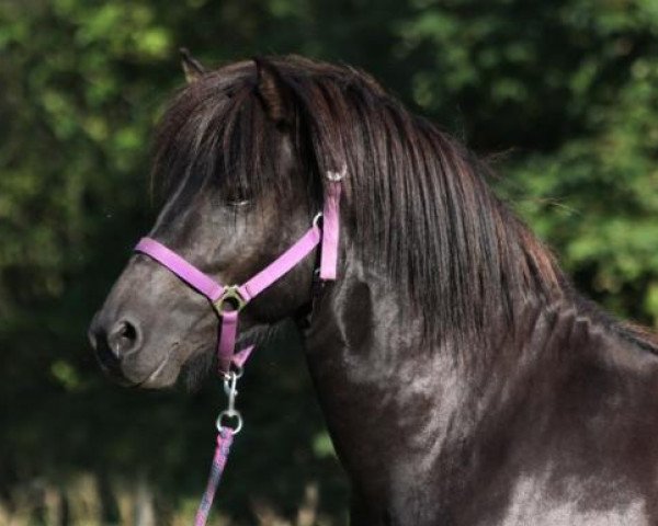 stallion Galsi von der Elschenau (Iceland Horse, 2007, from Farsaell von der Elschenau)