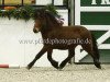 horse Galsi von Faxabol (Iceland Horse, 2007, from Godur-Greifi fra Stora-Hofi)