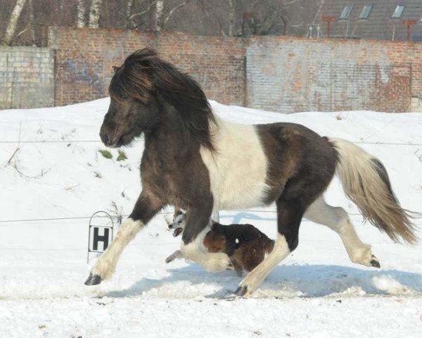 horse Gaski von Norddorf (Iceland Horse, 2007, from Glampi fra Flögu)