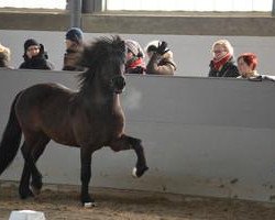 horse Gimmstein von der Fuchsfarm (Iceland Horse, 2007, from Gaefur fra Ebeltoft)