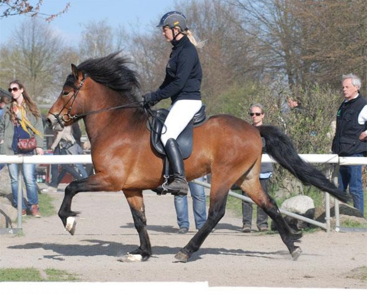 Deckhengst Gladur von Faxabol (Islandpferd, 2007, von Stormur von Faxabol)