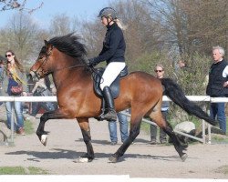 stallion Gladur von Faxabol (Iceland Horse, 2007, from Stormur von Faxabol)