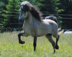 horse Glampi vom Petersberg (Iceland Horse, 2007, from Hvinur fra Holtsmula)