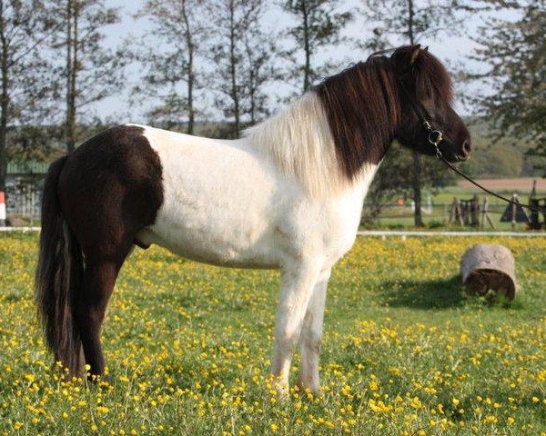 Pferd Glampi von Arula (Islandpferd, 2007, von Litli-Kjarval frá Litlu-Sandvík)