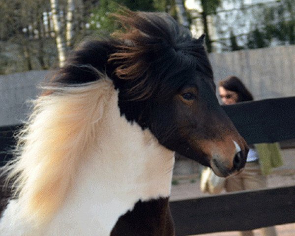 horse Eragon vom Nahetal (Iceland Horse, 2007, from Gifur von Büscheid)