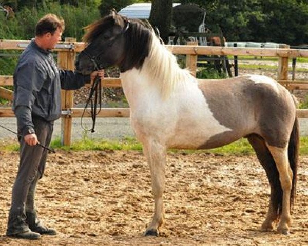 horse Erill fra Nedra-Seli (Iceland Horse, 2007, from Saer fra Bakkakoti)